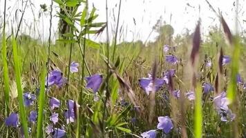 Close-up view of urban meadow with fresh grass and little wild flowers at a street in the city with morning sunlight and bright scenery shiny petals in slow motion shows freshness healthy environment video