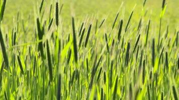 madurez orgánico maíz en un tierras de cultivo prado en primavera creciente sin pesticidas como sostenible agricultura y sano cereal grano en un soleado día muestra natural agricultura en país lado y tierras de cultivo video