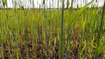 madurez orgánico maíz en un tierras de cultivo prado en primavera creciente sin pesticidas como sostenible agricultura y sano cereal grano en un soleado día muestra natural agricultura en país lado y tierras de cultivo video