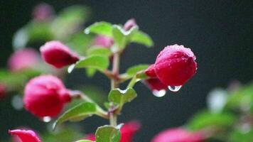 bellissimo fiori nel il giardino o su il balcone su piovoso giorno con pesante pioggia e gocce di pioggia su il colorato petali di geranio fiore e fucsia fiore mostrare vitalità nel primavera e estate bellezza video