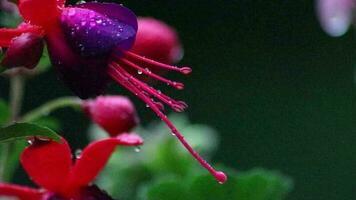 hermosa flores en el jardín o en el balcón en lluvioso día con pesado lluvia y gotas de lluvia en el vistoso pétalos de geranio flor y fucsia flor espectáculo vitalidad en primavera y verano belleza video