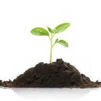 Green sprouts growing out from soil isolated on white background, Young plant of pomelo in soil humus on a white background, earth day concept, ecology concept, generate ai photo