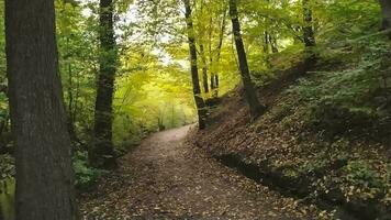 promenad genom höst skog med färgrik lövverk i solsken och grön löv med träd i friska miljö, rena luft och idyllisk scen i de trän i falla säsong slutar på en bänk i de trän video