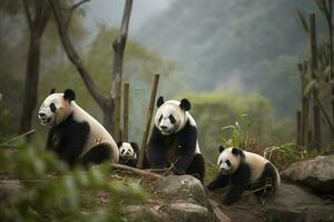 un familia de pandas jugando en un bambú bosque, generar ai foto