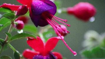 bellissimo fiori nel il giardino o su il balcone su piovoso giorno con pesante pioggia e gocce di pioggia su il colorato petali di geranio fiore e fucsia fiore mostrare vitalità nel primavera e estate bellezza video