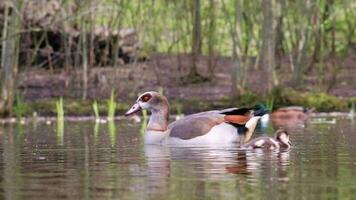Egyptian goose family with little fledglings and father duck and mother goose show guarded exploration of young biddies on a lake with parental care and parental protection with brothers and sisters video