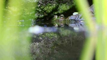 Big green frog in garden pond with beautiful reflection at the water surface shows frog eyes in garden biotope in macro view and idyllic habitat for amphibians mating in spring waiting for insects video