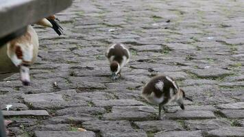 Egyptian goose family with little fledglings and father duck and mother goose show guarded exploration of young biddies on a lake with parental care and parental protection with brothers and sisters video