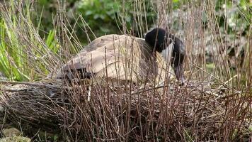 Breeding Canada goose branta canadensis sitting relaxed on its nest and taking care of its eggs and nest-building as mother goose with brown feathers on a small island in a lake in spring time video