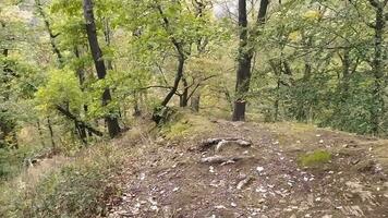 Walk through autumn forest with colorful foliage in sunshine and green leaves with trees in healthy environment, clean air and idyllic scene in the woods in fall season ends at a bench in the woods video