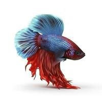 Siamese fighting fish isolated on white background, generate ai photo