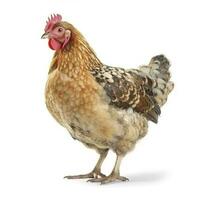 Hen isolated on white background, generate ai photo