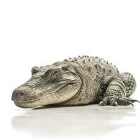 Alligator isolated on white background, generate ai photo