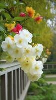 Chinese Suzhou garden, yellow red white begonia flower, petals high definition, detail, full of flowers, beautiful, background clearly visible white fence and windows, generate ai photo