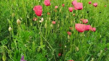 Colorful poppy flower field with many red flowers in full blow and blooming as close-up view with slow motion and red petals for decorative spring and summer feeling as colorful meadow of flowers video