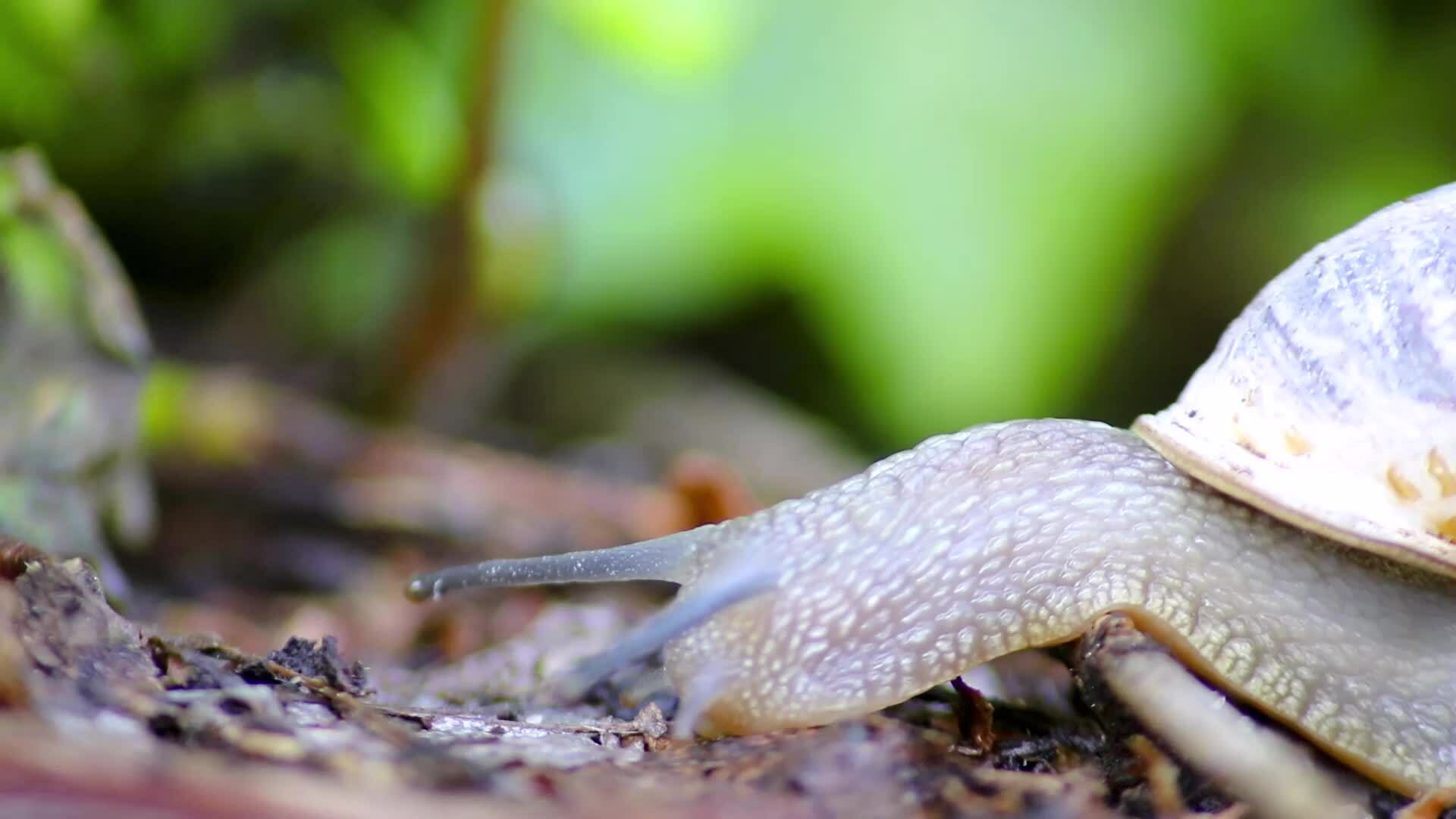 Banded garden snail with a big shell in closeup and macro view shows