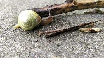 gestreept tuin slak met een groot schelp in detailopname en macro visie shows interessant details van voelsprieten, ogen, schroef schelp, huid en voet structuur van groot tuin slak en heerlijk escargot video