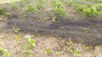 wachsend Grün Salat Feld wie organisch Plantage und Monokultur zum frisch Gemüse ohne Pestizide zeigt an Wachstum von gesund Kohl und köstlich Anbau von Vitamin Reich Zutaten Gartenarbeit video