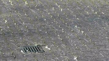 muchos que cae granizo en Ventoso día con escarcha y lluvia espectáculo extremo clima fenómeno en meteorología como impredecible y peligroso frío granizada seguro como peligro para cosecha y tierras de cultivo video