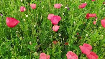 Colorful poppy flower field with many red flowers in full blow and blooming as close-up view with slow motion and red petals for decorative spring and summer feeling as colorful meadow of flowers video