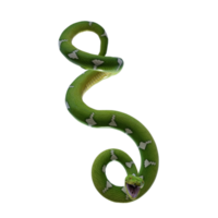 snake python isolated 3d png