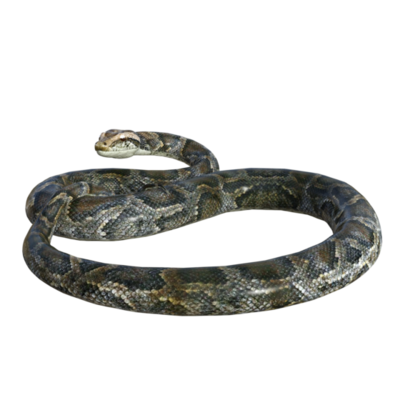 snake python isolated 3d 24485905 PNG