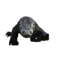 Komodo isolé 3d rendre png