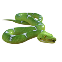 snake python isolated 3d png