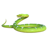 snake python isolated 3d png