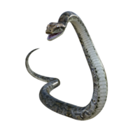 snake python isolated 3d png