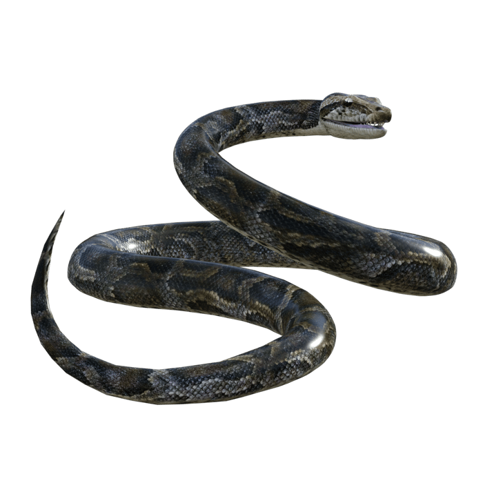 Python Logo PNGs for Free Download