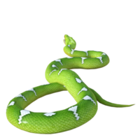 serpente pitone isolato 3d png