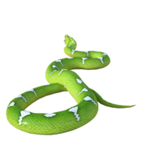 snake python isolated 3d png