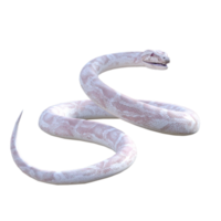 snake python isolated 3d png