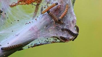 molti Filatura falena bruchi come cancro vermi nel di seta bozzolo infestare alberi e attacco impianti come enorme bruco colonia prima metamorfosi per Filatura falena siamo un' pericoloso filo per biologico aziende agricole video