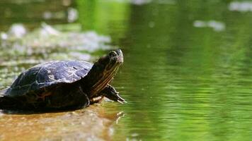 prendere il sole tartaruga a il riva di un' lago riscaldamento su nel il luce del sole come rettili nel naturale ambiente lento a piedi ma veloce nuoto e in profondità immersione attento tartarughe e esotico animali domestici nel giardino stagno video