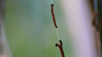 spinning fjäril larver balansering på netto av silkig kokong hemsöka träd och ge sig på växter som enorm larv koloni innan metamorfos till spinning fjäril är en farlig tråd för organisk gårdar video