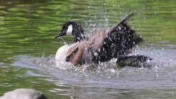 Canada goose cleaning its feathers with a bath in the clear water of a lake in a park while swimming to mate in mating season with black head and black beak with grey feathers and blurred background video