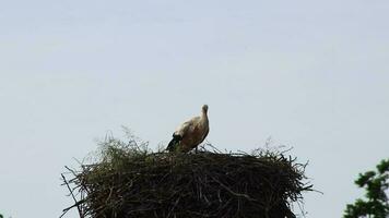 vit stork nesting i stor stork bo med ung stork skuggning och föder upp i springtime väntar för migrerande fågel föräldrar stående i bo med himmel bakgrund grooming fjädrar och matning buddy video