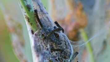 veel spinnen mot rupsen net zo kanker wormen in zijdezacht cocon plagen bomen en aanval planten net zo reusachtig rups- kolonie voordat metamorfose naar spinnen mot zijn een gevaarlijk draad voor biologisch boerderijen video