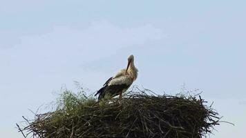 blanc cigogne nidification dans gros cigogne nid avec Jeune cigogne éclosion et reproduction dans printemps attendre pour migrer oiseau Parents permanent dans nid avec ciel Contexte toilettage plumes et alimentation commère video