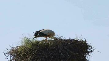 blanco cigüeña anidamiento en grande cigüeña nido con joven cigüeña eclosión y cría en primavera esperando para migrando pájaro padres en pie en nido con cielo antecedentes aseo plumas y alimentación Biddy video