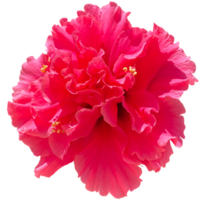 dubbel- röd hibiskus png