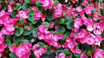 rosado flores de flores en lleno soplar en un idílico jardín paisaje muestra primavera y verano desde sus decorativo romántico lado en san valentin día y madres día floraciones con filigrana pétalos y fragancia video