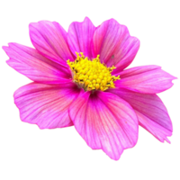 Purple Cosmos Flowers with Yellow Centers png