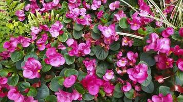 roze bloesems van bloemen in vol blazen in een idyllisch tuin landschap shows voorjaar en zomer van haar decoratief romantisch kant Aan valentijnsdag dag en moeders dag bloei met filigraan bloemblaadjes en geur video