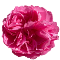 Rosa Mary Rose flower png