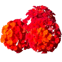 lantana camara bandana vermelho png