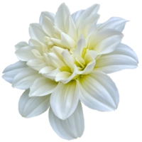 dahlia vit onesta png