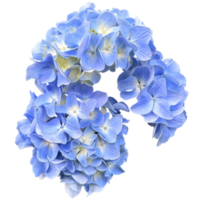 koel blauw hortensia's bloemen png